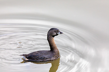 Image showing Pied-billed grebe (Podilymbus podiceps), Ecoparque Sabana, Cundinamarca department. Wildlife and birdwatching in Colombia.