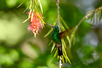 Image showing Indigo-capped hummingbird (Saucerottia cyanifrons). Barichara, Santander department. Wildlife and birdwatching in Colombia