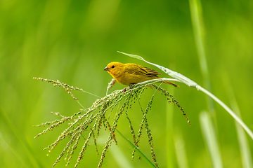 Image showing Bird Saffron finch (Sicalis flaveola). Santander department. Wildlife and birdwatching in Colombia