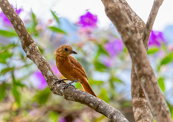 Image showing White-lined tanager (Tachyphonus rufus) female, Minca, Sierra Nevada de Santa Marta. Wildlife and birdwatching in Colombia.