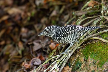 Image showing Bar-crested antshrike (Thamnophilus multistriatus), Barichara, Santander department. Wildlife and birdwatching in Colombia