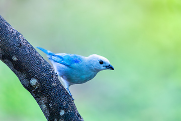 Image showing Blue-gray tanager (Thraupis episcopus). Minca, Sierra Nevada. Magdalena department. Wildlife and birdwatching in Colombia.