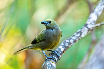 Image showing Palm tanager (Thraupis palmarum), Minca, Sierra Nevada de Santa Marta. Wildlife and birdwatching in Colombia.