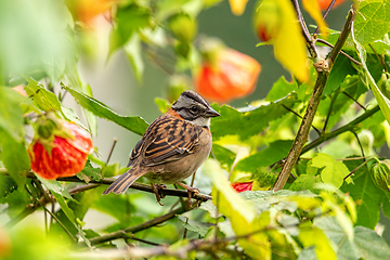 Image showing Rufous-collared sparrow or Andean sparrow (Zonotrichia capensis), Valle Del Cocora, Quindio Department. Wildlife Colombia