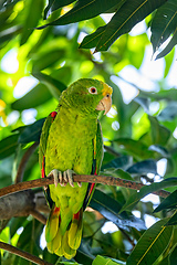 Image showing Yellow-crowned amazon or yellow-crowned parrot (Amazona ochrocephala), Malagana, Bolivar, Wildlife and birdwatching in Colombia