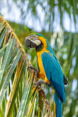 Image showing Blue-and-yellow macaw (Ara ararauna), Malagana, Bolivar department. Wildlife and birdwatching in Colombia