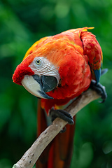 Image showing Blue-and-yellow macaw (Ara ararauna), Malagana, Bolivar department. Wildlife and birdwatching in Colombia