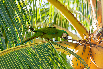 Image showing Chestnut-fronted macaw or severe macaw (Ara severus), Malagana, Bolivar department. Wildlife and birdwatching in Colombia