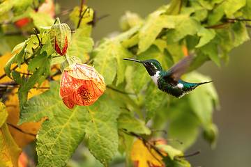 Image showing White-bellied woodstar (Chaetocercus mulsant) hummingbird. Valle Del Cocora, Quindio. Wildlife and birdwatching in Colombia.