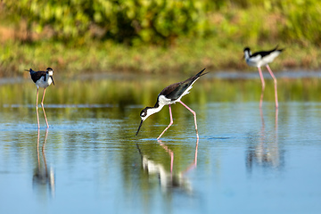 Image showing The black-necked stilt (Himantopus mexicanus). Guanacaste department. Wildlife and birdwatching in Colombia