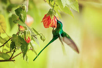 Image showing Green-tailed trainbearer (Lesbia nuna). Quindio Department. Wildlife and birdwatching in Colombia