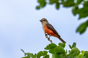 Image showing Vermilion flycatcher (Pyrocephalus obscurus) female. Barichara, Santander department. Wildlife and birdwatching in Colombia