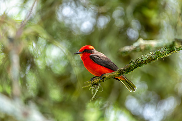 Image showing Vermilion flycatcher (Pyrocephalus obscurus) male. Barichara, Santander department. Wildlife and birdwatching in Colombia