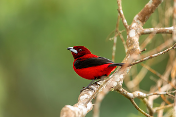 Image showing Crimson-backed tanager (Ramphocelus dimidiatus) male, Minca, Sierra Nevada de Santa Marta. Wildlife and birdwatching in Colombia.