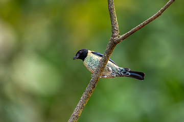 Image showing Black-headed tanager (Stilpnia cyanoptera), Barichara, Santander department. Wildlife and birdwatching in Colombia.