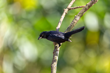 Image showing White-lined tanager (Tachyphonus rufus) male, Minca, Sierra Nevada de Santa Marta. Wildlife and birdwatching in Colombia.