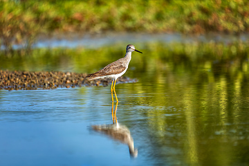 Image showing Greater yellowlegs (Tringa melanoleuca). Guanacaste department. Wildlife and birdwatching in Colombia