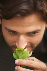 Image showing Closeup, man and smelling leaf from garden for curiosity, quality check or fragrance for health. Male person, smile and herbs in nursery for wellness, calming or healing in spring with celery harvest