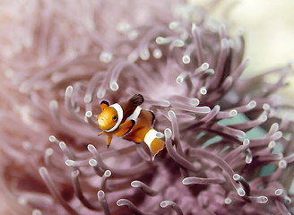 Image showing Clown anemonefish 