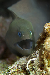 Image showing Giant moray eel 