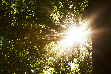 Image showing Low angle, sunshine and trees in forest with landscape of nature, environment and fresh air. Lens flare, natural light with leaves or foliage, summer in the woods and green Earth with perspective