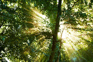 Image showing Low angle, sun and trees in forest with landscape of nature, environment and fresh air. Background, natural light with leaves or foliage, summer in the woods and green Earth with perspective of view
