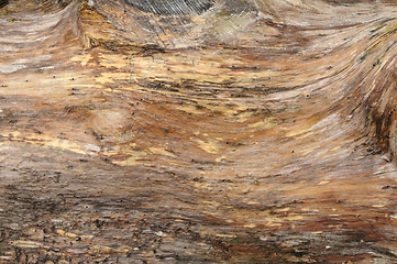 Image showing Close-up view of natural wood grain patterns and textures