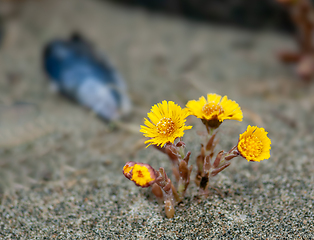 Image showing Vibrant yellow wildflowers bloom against a soft sand background