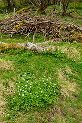 Image showing Verdant woodland floor with moss-covered log and wildflowers in 