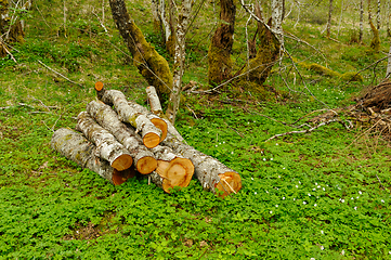 Image showing Freshly cut aspen logs resting on vibrant green undergrowth in a