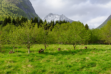 Image showing Spring blossoms in mountain valley orchard with snow-capped peak