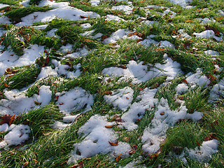 Image showing Snow Grass 2