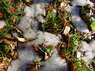 Image showing Snow leaves