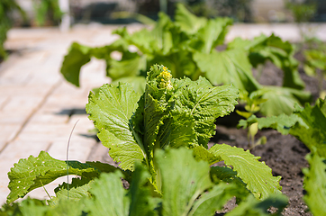 Image showing Beijing cabbage has not ripened and has sprouted