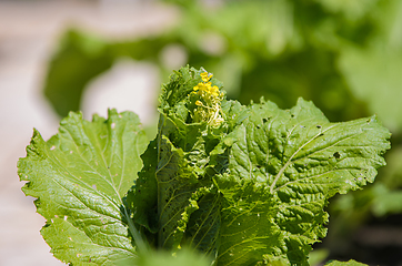 Image showing Blooming arrow of Chinese cabbage close-up