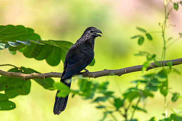 Image showing Groove-billed ani (Crotophaga sulcirostris). Cesar department. Wildlife and birdwatching in Colombia