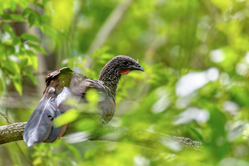 Image showing Colombian chachalaca (Ortalis columbiana), Barichara, Santander department. Wildlife and birdwatching in Colombia.