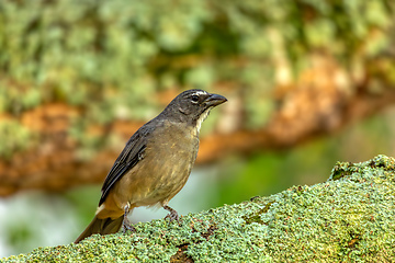 Image showing Buff-throated saltator (Saltator maximus), Barichara, Santander department. Wildlife and birdwatching in Colombia