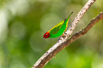 Image showing Bay-headed tanager (Tangara gyrola), Minca, Sierra Nevada de Santa Marta, Magdalena. Wildlife and birdwatching in Colombia.