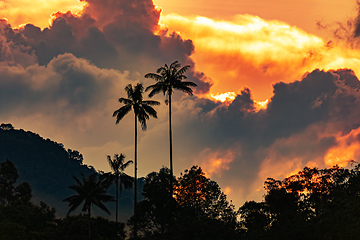 Image showing Valle del Cocora, sunset over towering wax palms in Cocora Valley. Colombia wilderness landscape.