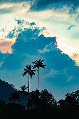 Image showing Valle del Cocora, sunset over towering wax palms in Cocora Valley. Colombia wilderness landscape.