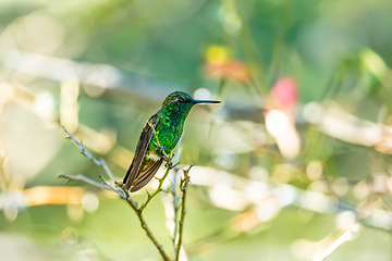 Image showing Western emerald (Chlorostilbon melanorhynchus) hummingbird. Minca, Sierra Nevada de Santa Marta. Wildlife birdwatching in Colombia