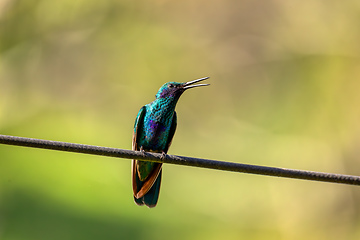 Image showing Sparkling violetear (Colibri coruscans) hummingbird. Quindio Department. Wildlife and birdwatching in Colombia