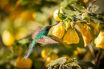 Image showing Sparkling violetear (Colibri coruscans) hummingbird. Quindio Department. Wildlife and birdwatching in Colombia