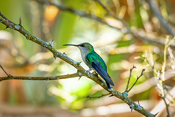 Image showing Crowned woodnymph (Thalurania colombica) female hummingbird. Minca Sierra Nevada de Santa Marta. Wildlife birdwatching in Colombia