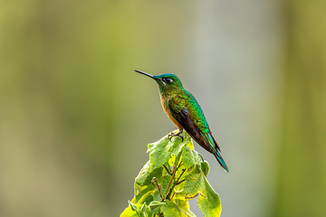 Image showing Long-tailed sylph (Aglaiocercus kingii) female. Quindio Department. Wildlife and birdwatching in Colombia