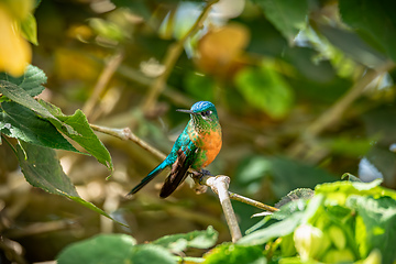 Image showing Long-tailed sylph (Aglaiocercus kingii) female. Quindio Department. Wildlife and birdwatching in Colombia