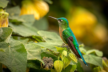 Image showing Long-tailed sylph (Aglaiocercus kingii) female. Quindio Department. Wildlife and birdwatching in Colombia