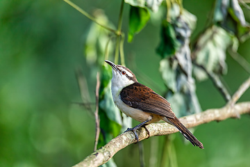 Image showing Bicolored wren (Campylorhynchus griseus), Rio Negro, Antioquia Columbia