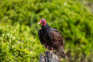 Image showing Turkey vulture (Cathartes aura), El Paso Cesar Department. Wildlife and birdwatching in Colombia.